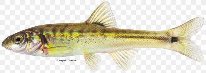 Muddy River Moapa Dace Perch Northern Pike Fish, PNG, 1256x450px, Perch, Animal, Animal Figure, Bony Fish, Fauna Download Free