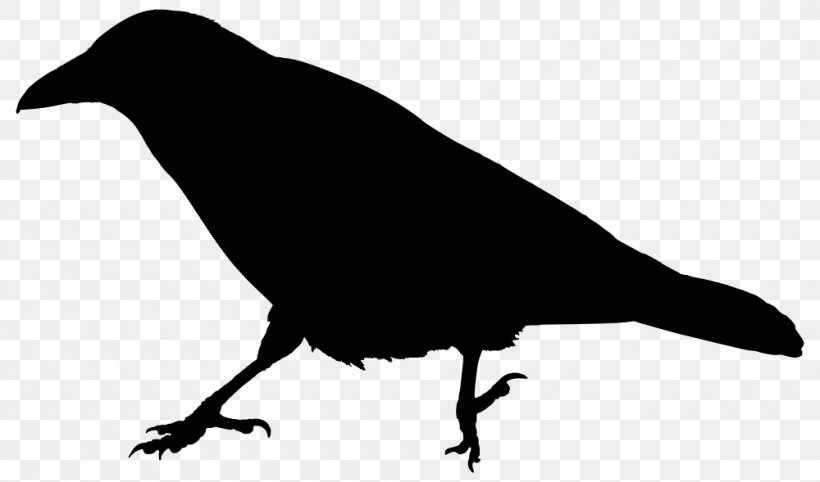 Rook American Crow Common Raven The Raven Clip Art, PNG, 1000x589px, Rook, American Crow, Beak, Bird, Black And White Download Free