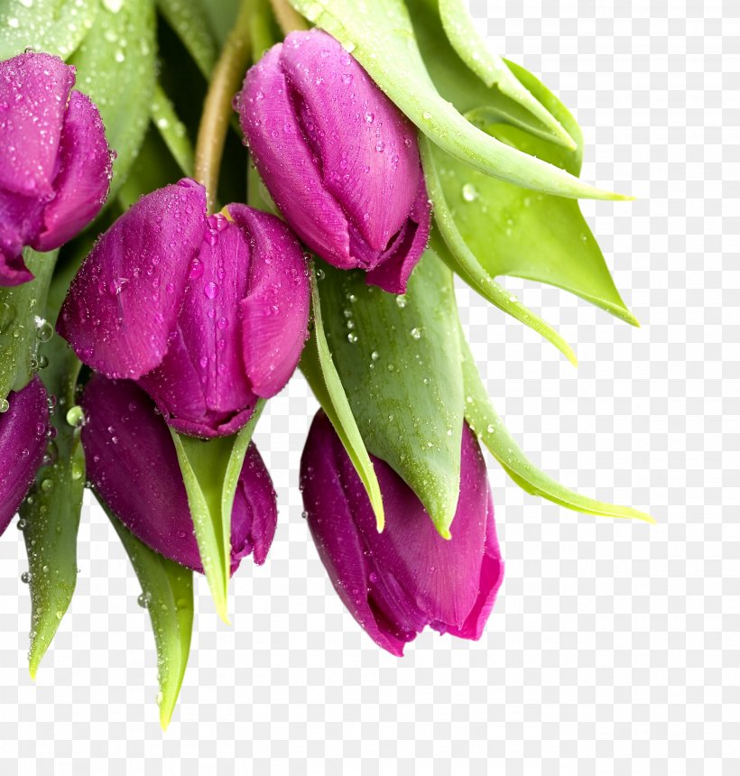 Tulip Mania Cut Flowers, PNG, 2572x2700px, Tulip Mania, Bud, Color, Cut Flowers, Flower Download Free