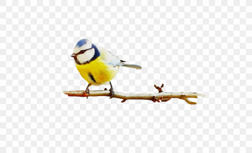 Bird Beak Songbird Finch Perching Bird, PNG, 1920x1172px, Spring, Atlantic Canary, Beak, Bird, Branch Download Free