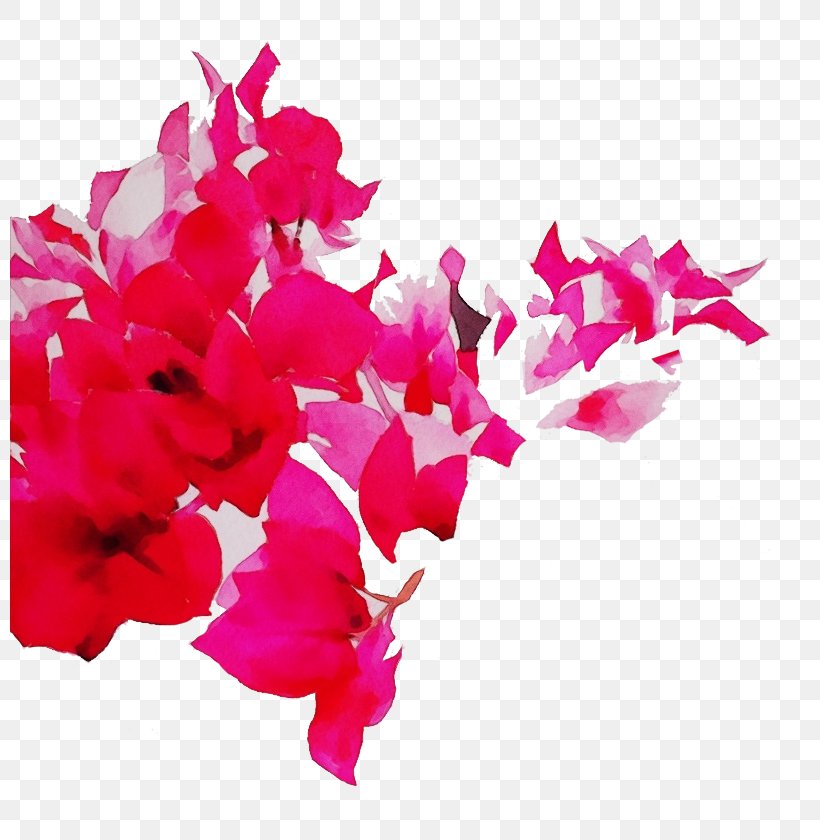 Pink Petal Flower Magenta Bougainvillea, PNG, 800x840px, Watercolor, Bougainvillea, Cut Flowers, Flower, Flowering Plant Download Free