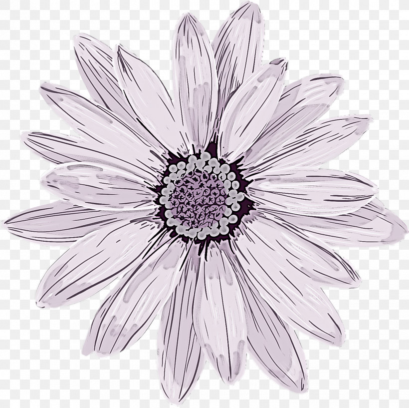 Spring Flower Spring Floral Flowers, PNG, 1444x1440px, Spring Flower, African Daisy, Annual Plant, Aster, Barberton Daisy Download Free