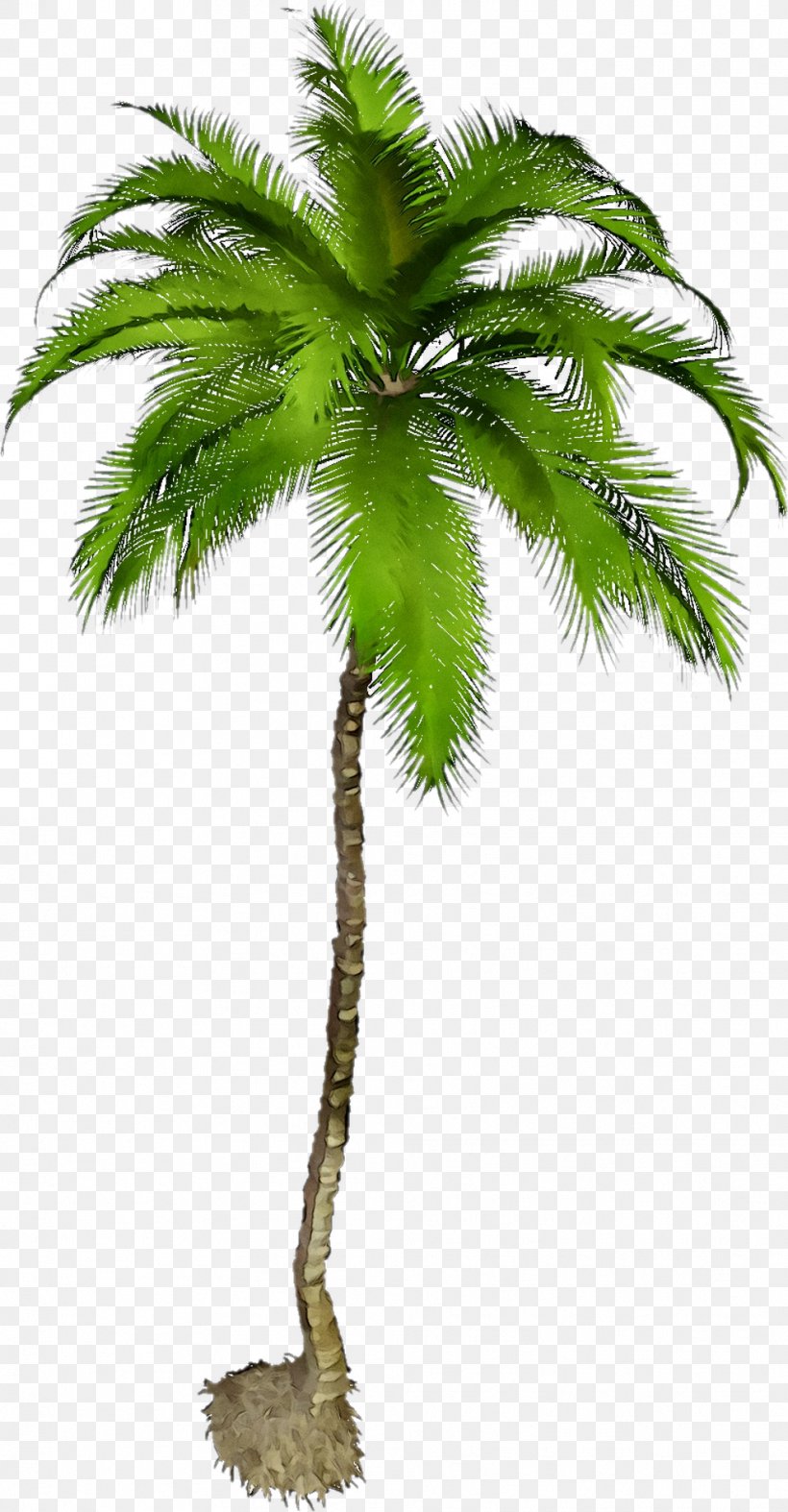 Clip Art Image Palm Trees Graphic Design, PNG, 989x1899px, Palm Trees ...