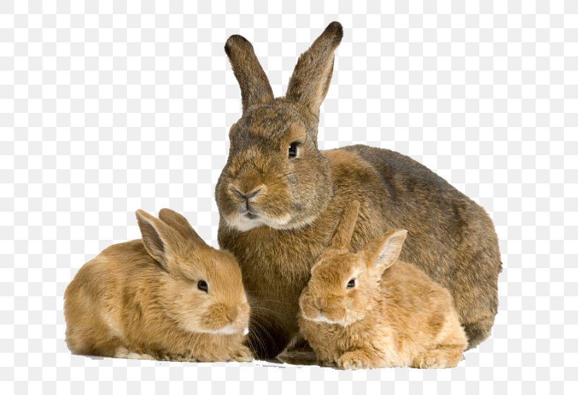 Mother Rabbit Cat Infant, PNG, 676x560px, Mother Rabbit, Animal, Animal Breeding, Birth, Cat Download Free