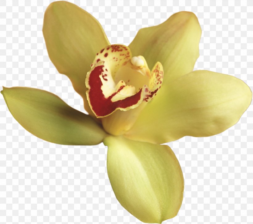 Orchids Flower Clip Art, PNG, 1772x1571px, Orchids, Boat Orchid, Chart, Flower, Flowering Plant Download Free