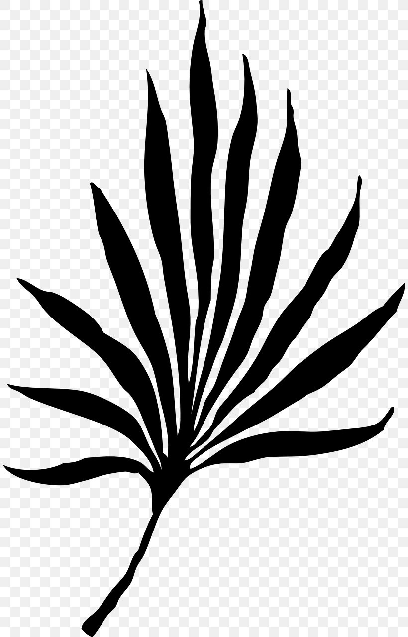 Palm Branch Arecaceae Frond Palm-leaf Manuscript Clip Art, PNG, 808x1280px, Palm Branch, Areca Palm, Arecaceae, Black And White, Branch Download Free