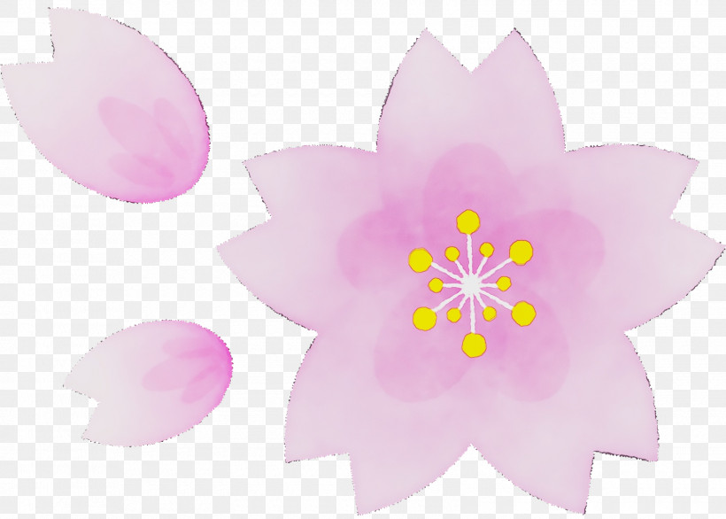 Petal Herbaceous Plant Pink M Flower Plants, PNG, 1600x1144px, Watercolor, Biology, Flower, Herbaceous Plant, Paint Download Free
