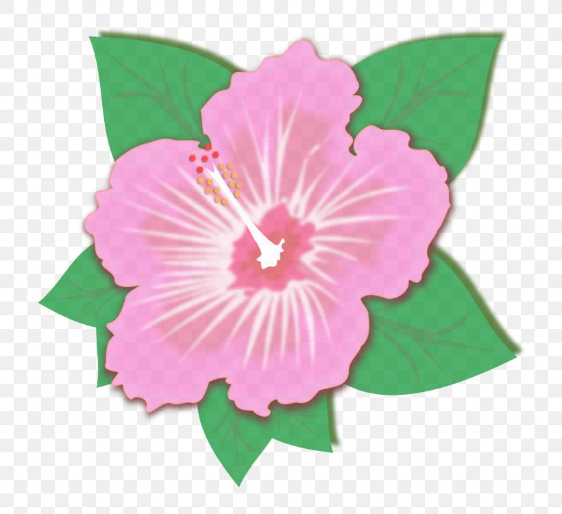 Pink Flower Hibiscus Hawaiian Hibiscus Petal, PNG, 750x750px, Pink, Flower, Flowering Plant, Hawaiian Hibiscus, Hibiscus Download Free