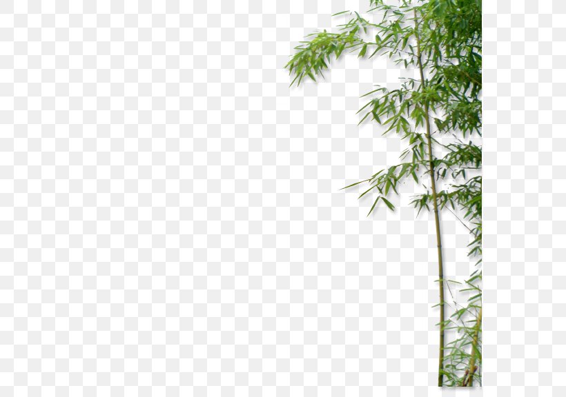 Bamboo Euclidean Vector Bamboe, PNG, 576x576px, Bamboo, Bamboe, Grass, Gratis, Green Download Free