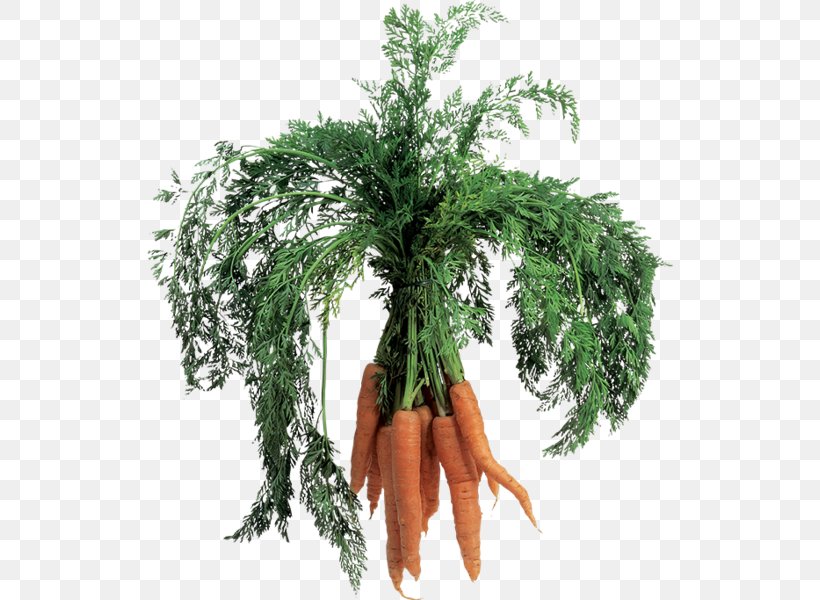 Carrot Vegetable Salad Image File Formats, PNG, 527x600px, Carrot, Baby Carrot, Carrot Juice, Daucus, Daucus Carota Download Free