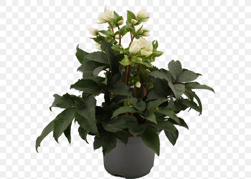 Flowerpot Leaf Houseplant Herb, PNG, 600x585px, Flowerpot, Flower, Flowering Plant, Herb, Houseplant Download Free