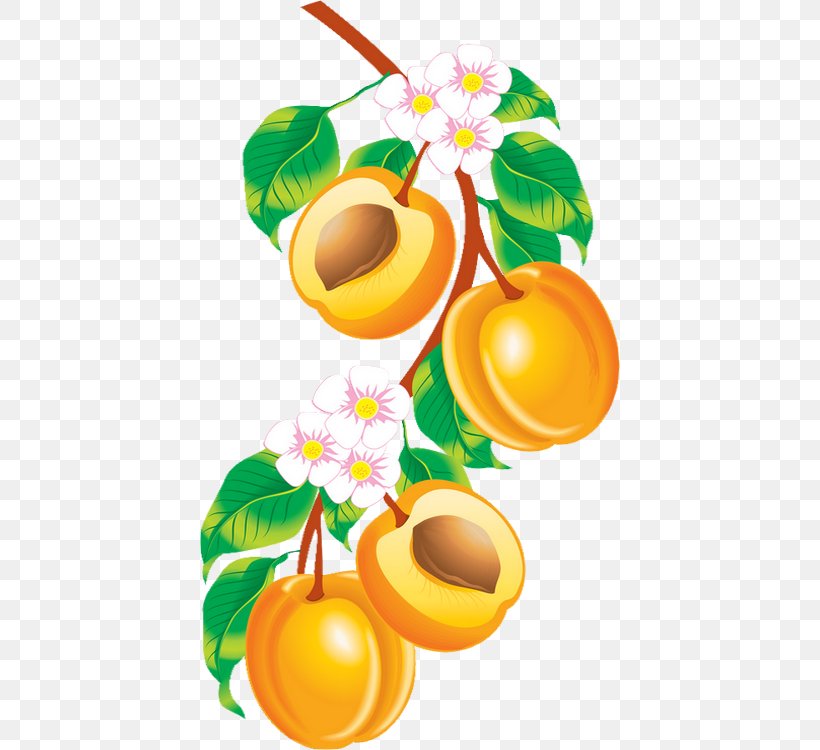 Apricot Armenian Plum Drawing Peach Fruit, PNG, 420x750px, Apricot, Apple, Armenian Plum, Citrus, Drawing Download Free