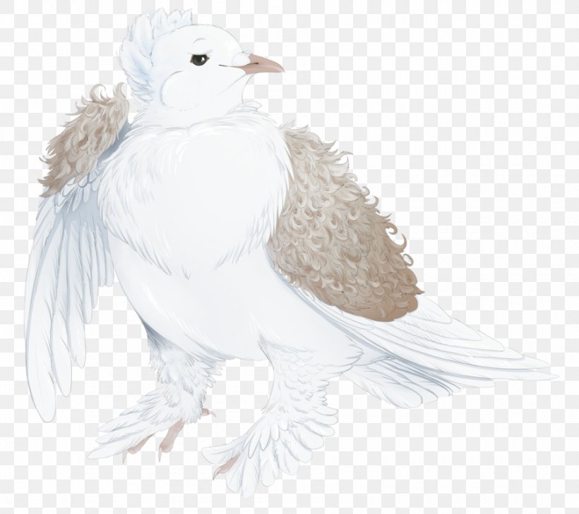 Beak Bird Of Prey Feather Wing, PNG, 900x801px, Beak, Bird, Bird Of Prey, Feather, Wing Download Free