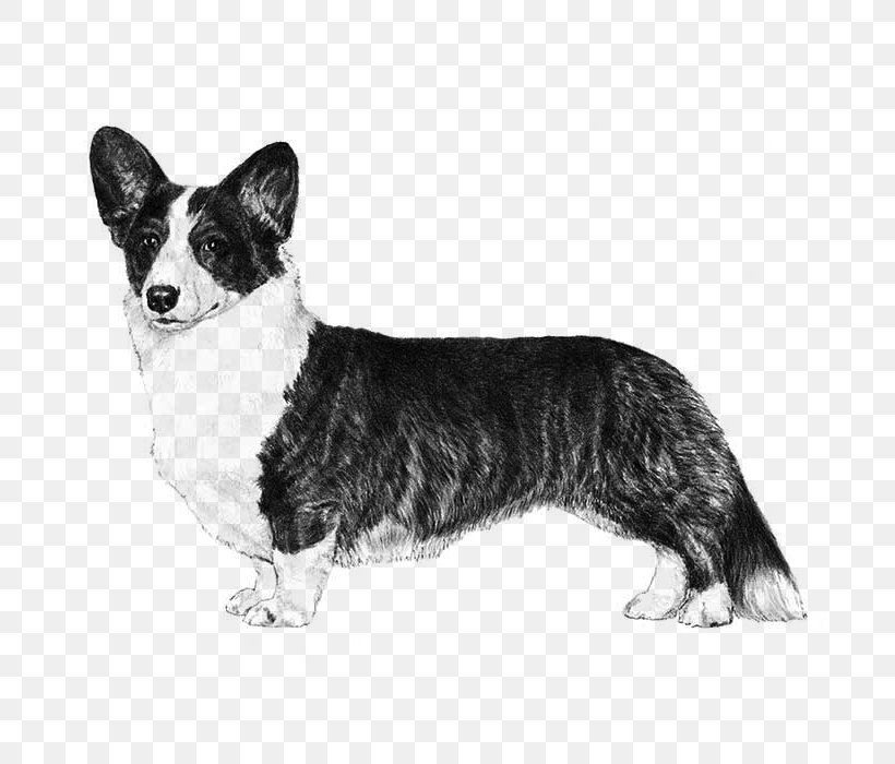 Cardigan Welsh Corgi Pembroke Welsh Corgi Norrbottenspets Welsh Terrier Swedish Shepherd, PNG, 700x700px, Cardigan Welsh Corgi, American Kennel Club, Black And White, Breed, Breed Standard Download Free