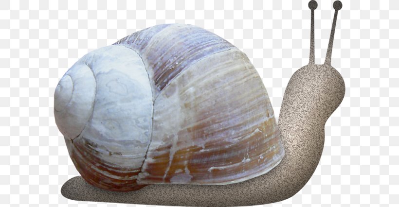 Snail Polymita Picta Orthogastropoda Euclidean Vector, PNG, 600x426px, Snail, Animal, Conchology, Drawing, Google Images Download Free