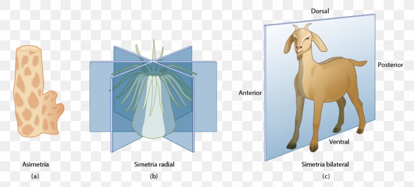 Symmetry In Biology Simetria Radial Germ Layer, PNG, 1200x544px, Watercolor, Cartoon, Flower, Frame, Heart Download Free