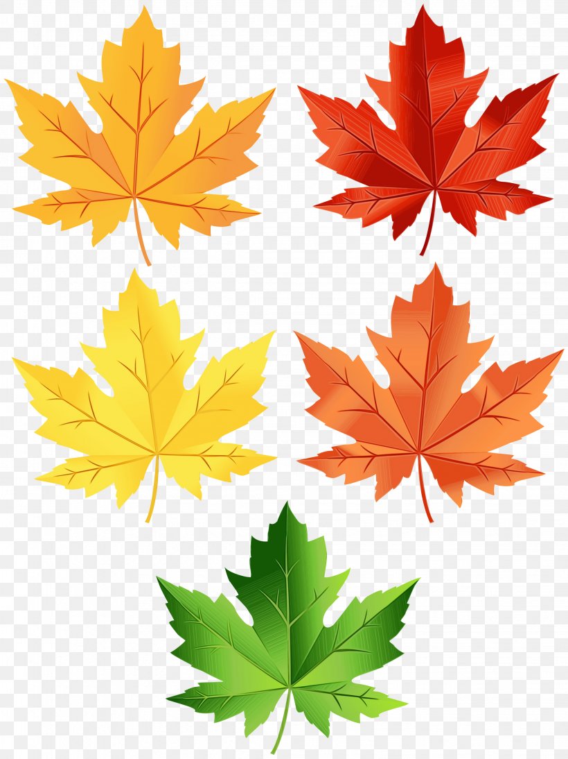 Tree Watercolor, PNG, 2247x3000px, Watercolor, Autumn, Autumn Leaf Color, Black Maple, Deciduous Download Free