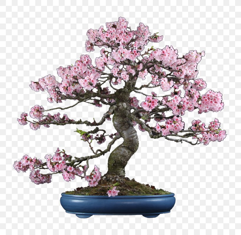 Chinese Sweet Plum Cherry Blossom ST.AU.150 MIN.V.UNC.NR AD, PNG, 800x800px, Chinese Sweet Plum, Blossom, Bonsai, Cherry, Cherry Blossom Download Free