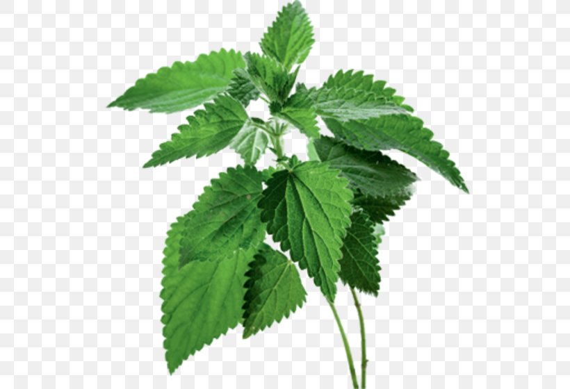 Common Nettle Food Extract Herb Therapy, PNG, 768x560px, Common Nettle, Dioecy, Extract, Flavonoid, Food Download Free