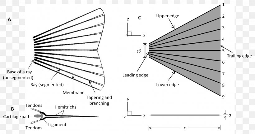 Fish Fin Dorsal Fin Bigeye Tuna, PNG, 1979x1047px, Fin, Actinopterygii, Anatomy, Area, Bigeye Tuna Download Free