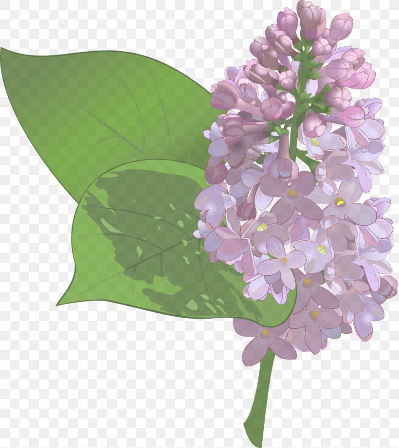 Lavender, PNG, 1068x1200px, Flower, Cut Flowers, Flowering Plant, Lavender, Lilac Download Free