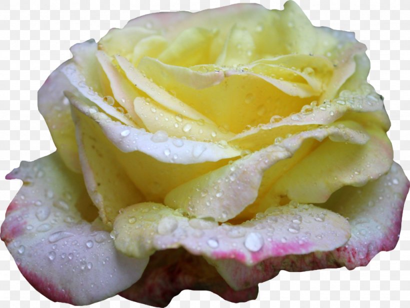 Rose Yellow Flower, PNG, 1024x769px, Rose, Burgundy, Buttercream, Dew, Flavor Download Free