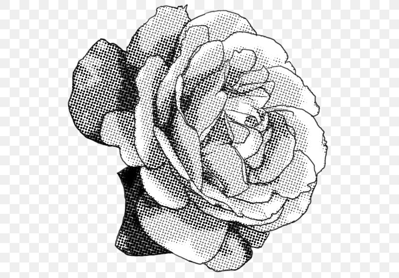 Black And White Rose Drawing, PNG, 558x572px, Black And White, Art, Artwork, Black, Drawing Download Free