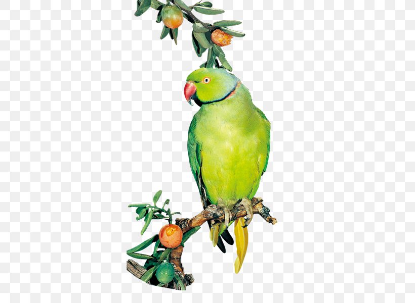 Parrot, PNG, 600x600px, Bird, Beak, Bird Supply, Common Pet Parakeet, Fauna Download Free
