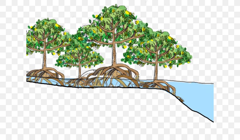 Arbor Day, PNG, 640x480px, Florida Mangroves, Arbor Day, Avicennia, Black Mangrove, Ecosystem Download Free