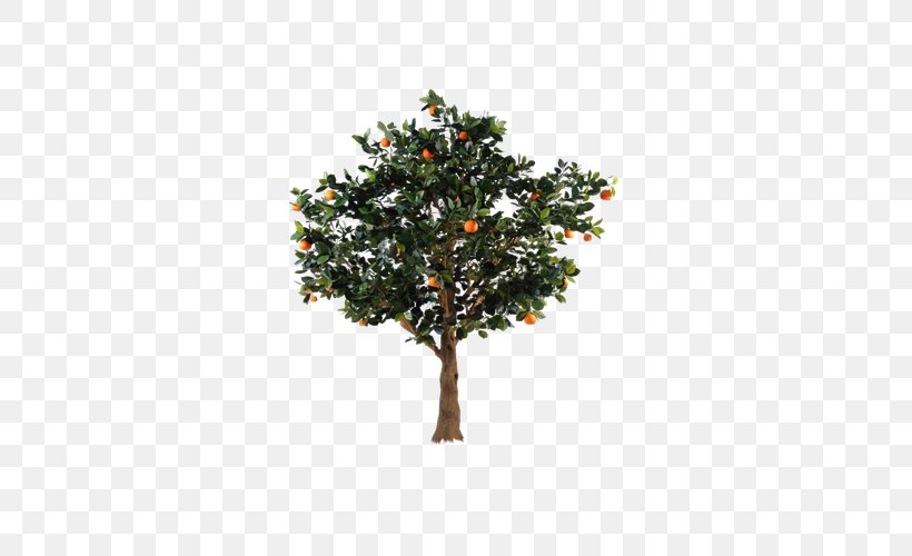 Citrus Xc3u2014 Sinensis Fruit Tree Orange, PNG, 600x500px, Citrus Xc3u2014 Sinensis, Branch, Cutting, Evergreen, Fruit Download Free