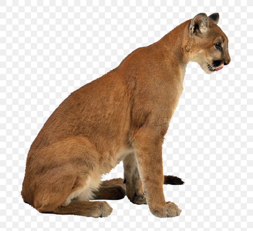Cougar Leopard Cheetah Eurasian Lynx, PNG, 750x750px, Cougar, Animal, Carnivoran, Cat Like Mammal, Cheetah Download Free