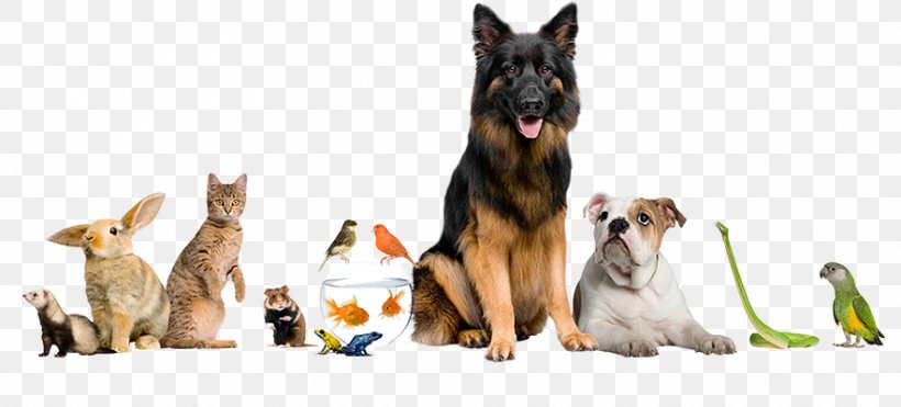 Dog Cat Pet Psychic Animal, PNG, 882x400px, Dog, Ancient Dog Breeds, Animal, Animal Communication, Blessing Of Animals Download Free