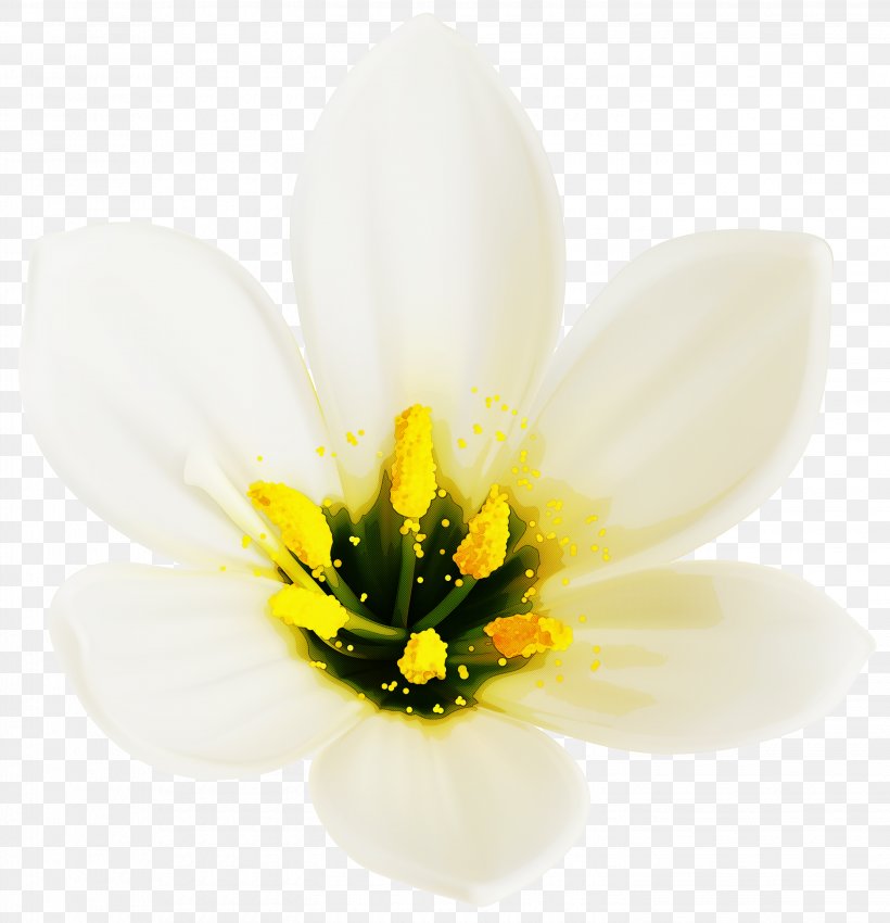 Flowering Plant Petal Flower White Plant, PNG, 2891x3000px, Flowering Plant, Crocus, Flower, Lily Family, Petal Download Free