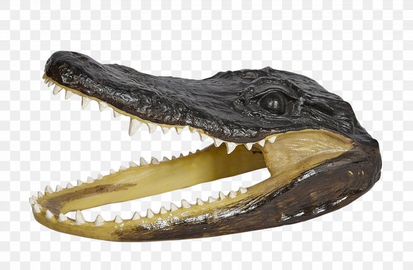 Nile Crocodile Alligators Polyresin Gator Head, PNG, 3091x2026px, Nile Crocodile, Alligator, Alligators, Crocodile, Crocodilia Download Free