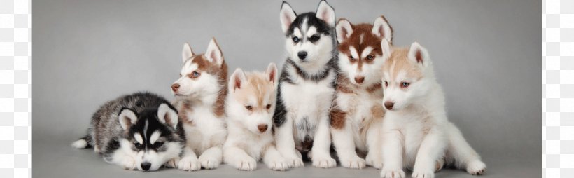 Siberian Husky Puppy Alaskan Husky Alaskan Malamute, PNG, 900x279px, Siberian Husky, Alaskan Husky, Alaskan Malamute, Breed, Carnivoran Download Free