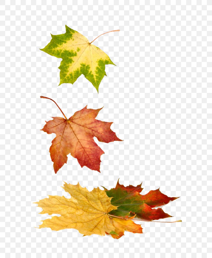 Stock Photography Royalty-free Maple Leaf, PNG, 669x1000px, Stock Photography, Autumn, Autumn Leaf Color, Bigstock, Flowering Plant Download Free