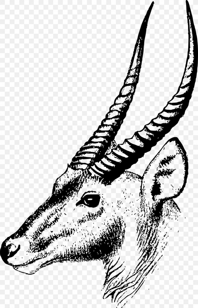 Gazelle Antelope Springbok Clip Art, PNG, 822x1280px, Gazelle, Antelope, Art, Black And White, Carnivoran Download Free