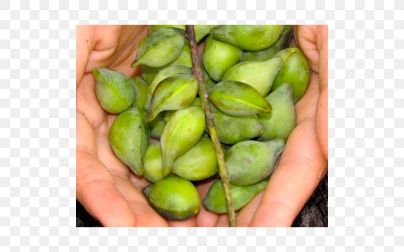 Kakadu Plum Fruit Food Prunus Sect. Prunus, PNG, 512x512px, Kakadu Plum, Auglis, Bush Tucker, Commodity, Food Download Free