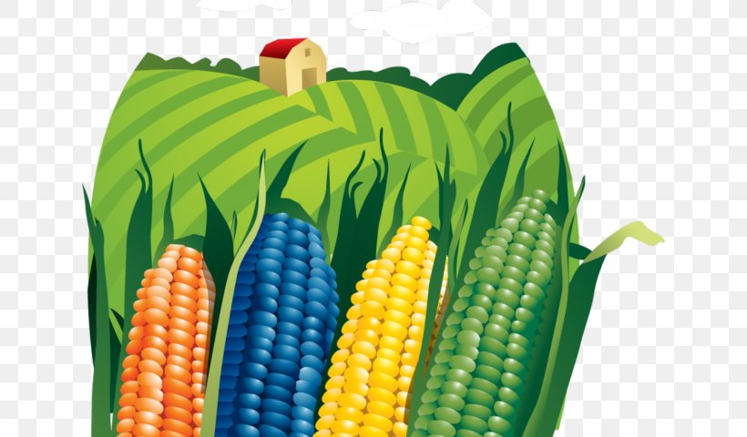 Vector Graphics Clip Art Corn Agriculture, PNG, 640x480px, Corn, Agriculture, Corn Kernels, Corn On The Cob, Cuisine Download Free