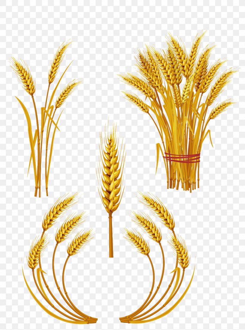 Wheat Royalty-free Ear Clip Art, PNG, 1024x1377px, Wheat, Commodity, Ear, Flowering Plant, Food Download Free