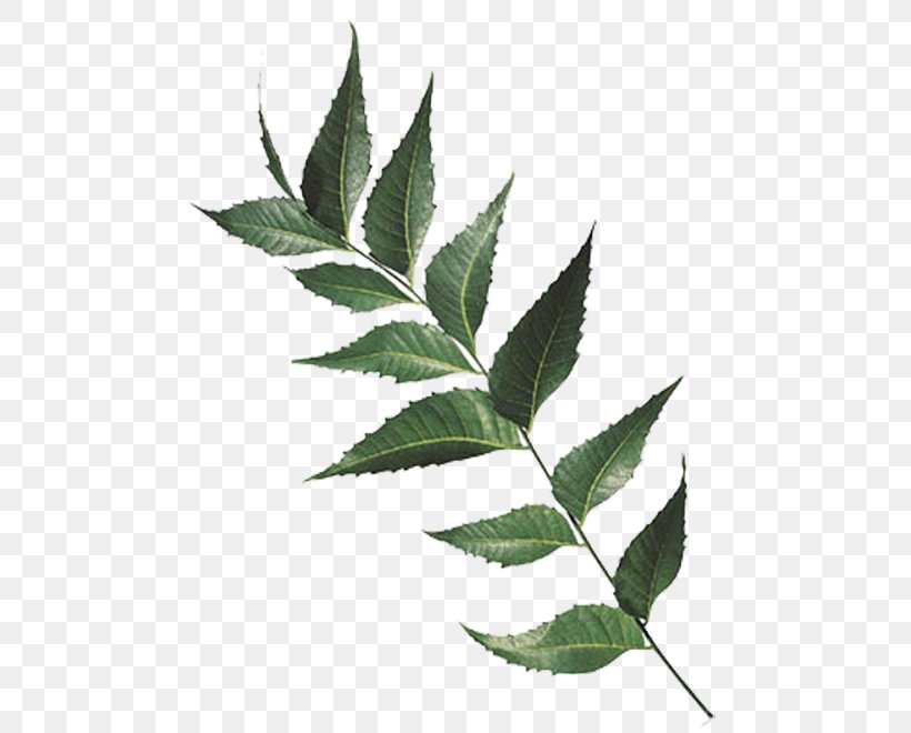 India Neem Tree Chinaberry Leaf Extract, PNG, 500x660px, India, Arjun Tree, Ayurveda, Azadirachta, Branch Download Free