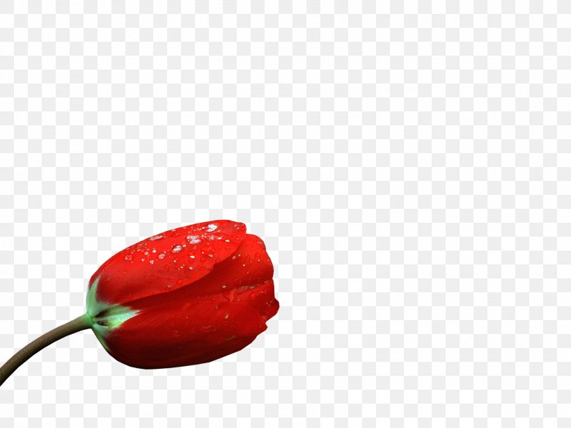 Chili Pepper Bell Pepper Flower Petal, PNG, 1600x1200px, Chili Pepper, Bell Pepper, Bell Peppers And Chili Peppers, Capsicum Annuum, Closeup Download Free