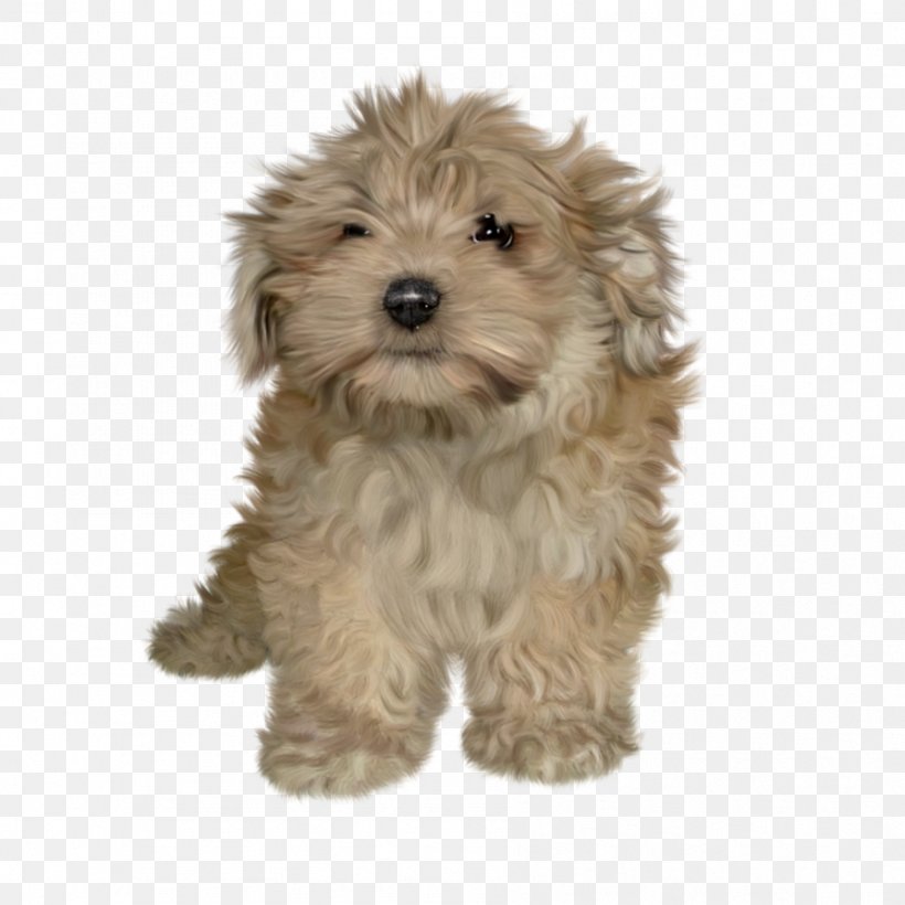 Golden Retriever Puppy Cat Dog Toys, PNG, 894x894px, Golden Retriever, Apng, Bolonka, Breed, Carnivoran Download Free