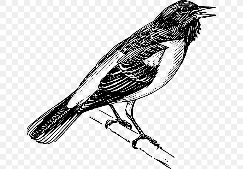 Bird Baltimore Oriole Bald Eagle Altamira Oriole Clip Art, PNG, 640x572px, Bird, Altamira Oriole, Bald Eagle, Baltimore Oriole, Beak Download Free