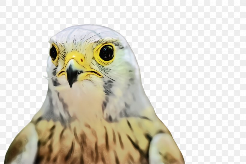 Bird Beak Bird Of Prey Peregrine Falcon Falcon, PNG, 2448x1632px, Watercolor, Accipitridae, Beak, Bird, Bird Of Prey Download Free