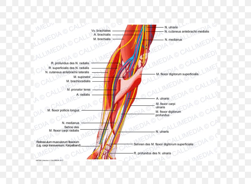 Nerve Muscle Elbow Human Anatomy, PNG, 600x600px, Watercolor, Cartoon, Flower, Frame, Heart Download Free