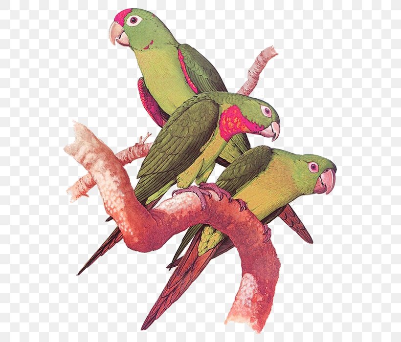 Parrots Of The World Bird Wallpaper, PNG, 700x700px, Parrot, Beak, Bird, Birdandflower Painting, Chinese Painting Download Free