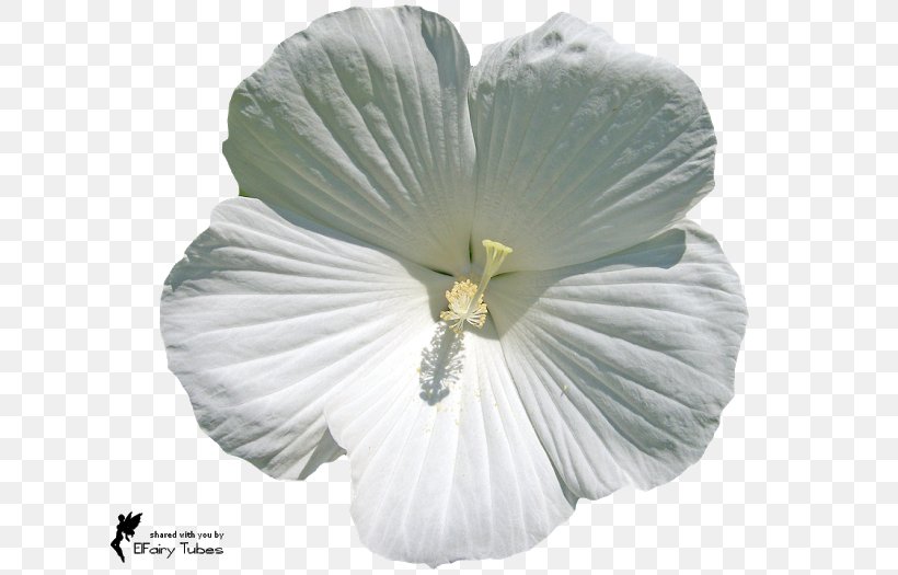 Flower Petal Blossom Rose, PNG, 640x525px, Flower, Blossom, Blue, Blue Rose, Color Download Free