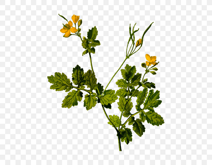 Parsley, PNG, 543x640px, Flower, Black Mustard, Branch, Buttercup, Chelidonium Download Free