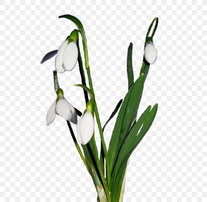Snowdrop LiveInternet Crocus Clip Art, PNG, 574x800px, Snowdrop, Amaryllis Family, Crocus, Flower, Flowering Plant Download Free